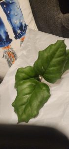 Hoya seed002