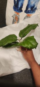 Hoya seed002