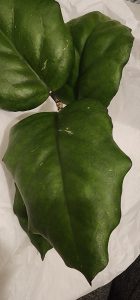 Hoya seed002