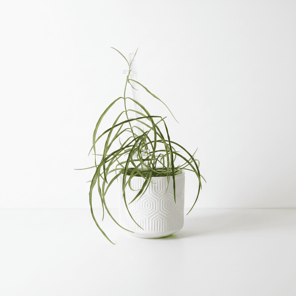 Unrooted Cutting