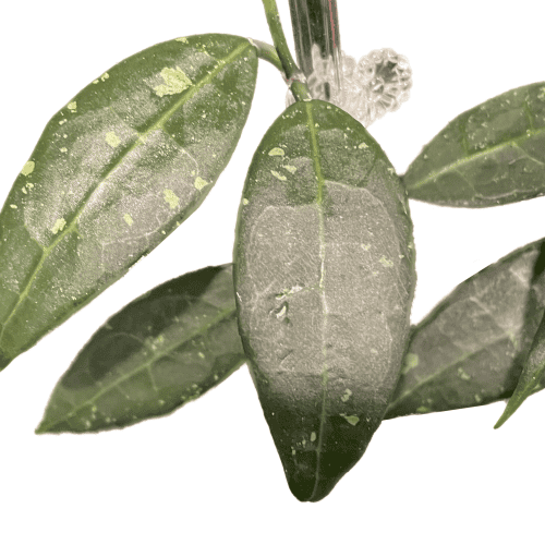 Hoya sp. LIM 04