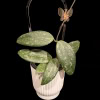 Hoya RHM 05-01 with variegated leaves and decorative butterfly.