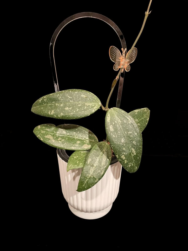 Hoya RHM 05-01 with variegated leaves and decorative butterfly.