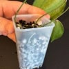 Hoya caudata ‘Argene’ Plant Propagation Hoya caudata ‘Argene’ cutting in propagation container with leaves.