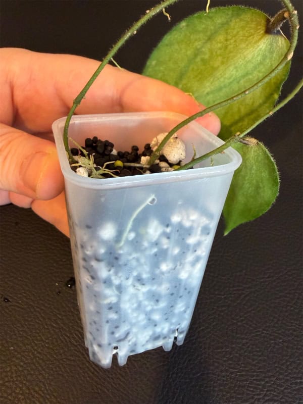 Hoya caudata ‘Argene’ Plant Propagation Hoya caudata ‘Argene’ cutting in propagation container with leaves.
