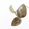 Hoya AH 'Black Spinel' plant Hoya AH 'Black Spinel' with dark, glossy leaves, perfect for Hoya plant enthusiasts.