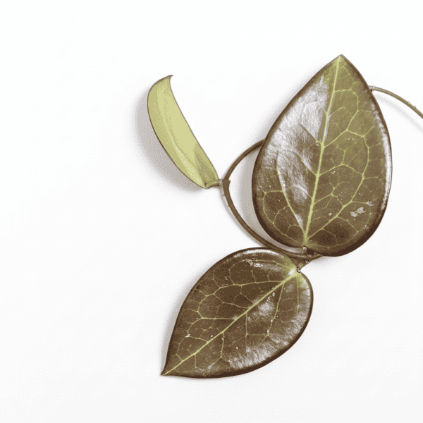 Hoya AH 'Black Spinel' plant Hoya AH 'Black Spinel' with dark, glossy leaves, perfect for Hoya plant enthusiasts.