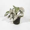 Hoya carnosa 'Wilbur Graves' in pot Variegated Hoya carnosa 'Wilbur Graves' plant in black pot.