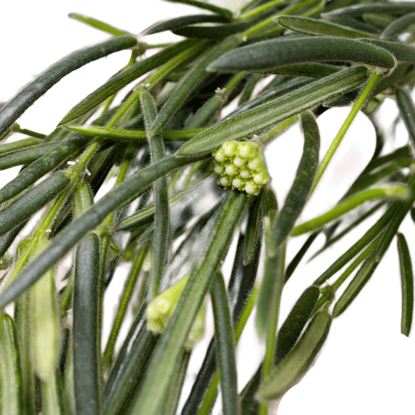 Hoya linearis close-up Hoya linearis plant with green foliage and small flower buds.