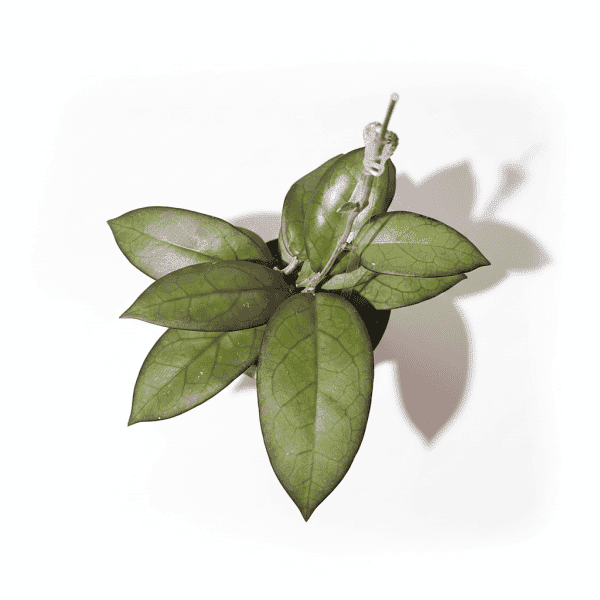 Hoya ‘Mayumi’ Plant Hoya ‘Mayumi’ succulent plant with green leaves.