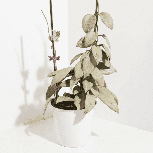 Hoya nicholsoniae 'New Guinea Ghost' Hoya plant with variegated leaves in a white pot.