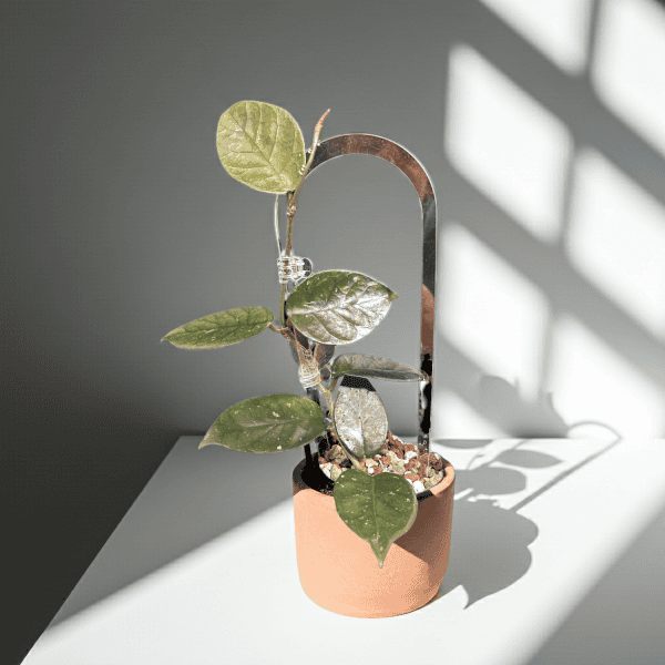 Hoya nutans plant in decorative pot Hoya nutans plant with green leaves in a terracotta pot.