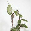 Hoya sichuanensis, a unique Hoya plant, featuring oval leaves and delicate flowers, displayed with b.