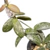 Hoya sp. VL9 Plant Hoya sp. VL9, a variegated Hoya plant with green and white leaves.