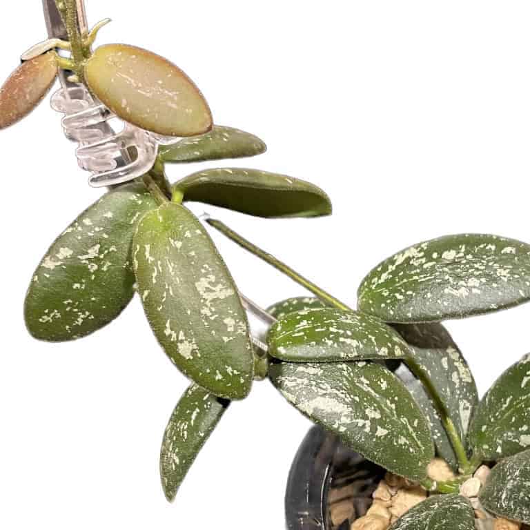 Hoya sp. VL9, a variegated Hoya plant with green and white leaves.