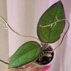 Hoya walliniana variegated plant with green and white leaves, perfect for indoor plant enthusiasts.
