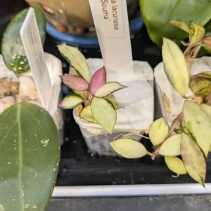 Hoya verticillata splash plant with variegated leaves for indoor gardening.
