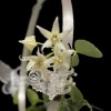 Hoya sp. Papua IM08 Hoya sp. Papua IM08 flower close-up.