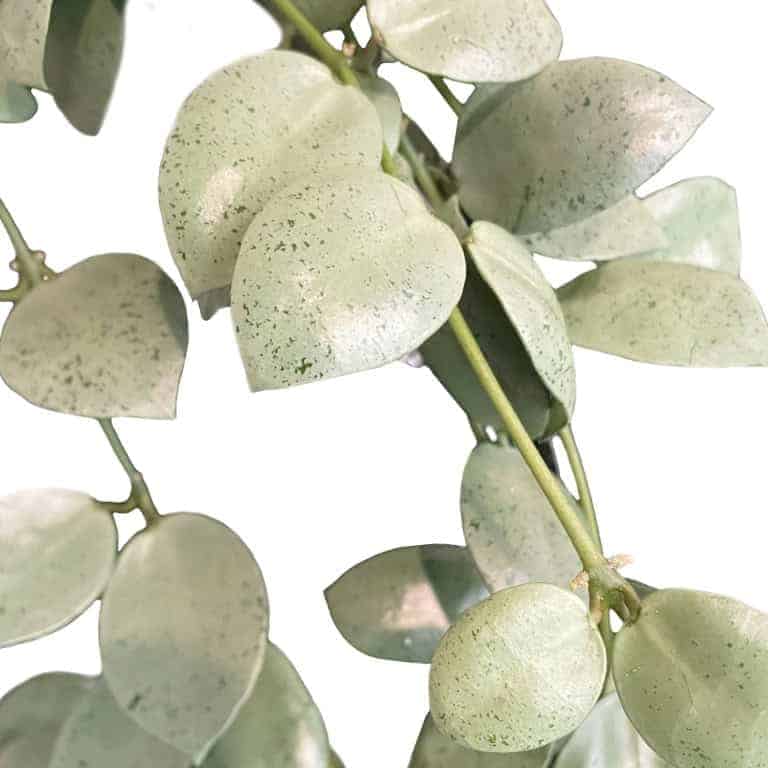 Hoya lacunosa ‘Silver Mint Coin’ Hoya plant with silver-green mint-colored leaves, ideal for indoor gardening.