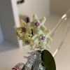 Close-up of Hoya sichuanensis flowers with star-shaped blooms.