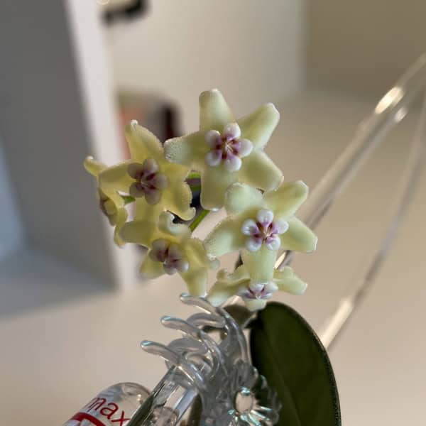 Close-up of Hoya sichuanensis flowers with star-shaped blooms.