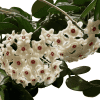Close-up of white Hoya flowers with red centers on a green leafy plant.