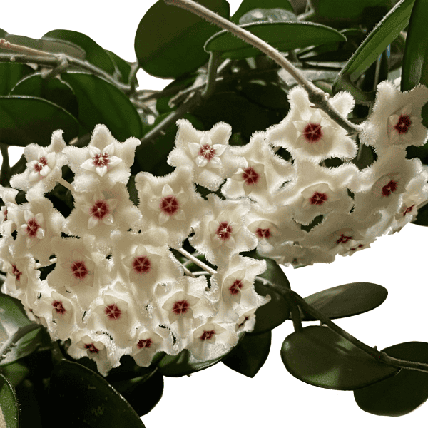 Close-up of white Hoya flowers with red centers on a green leafy plant.