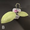 Hoya sp. Menak Sopal (silver) Hoya plant with large green leaves and pink flowers in a small pot.