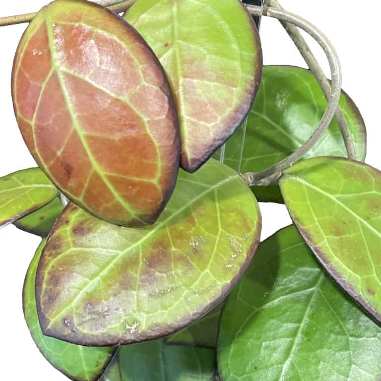 Hoya ‘Nathalie’ plant with vibrant green and reddish leaves, perfect for indoor gardening enthusiast.