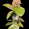 Hoya RHM 05-01 plant with pink and white flowers, showcasing lush green variegated leaves.