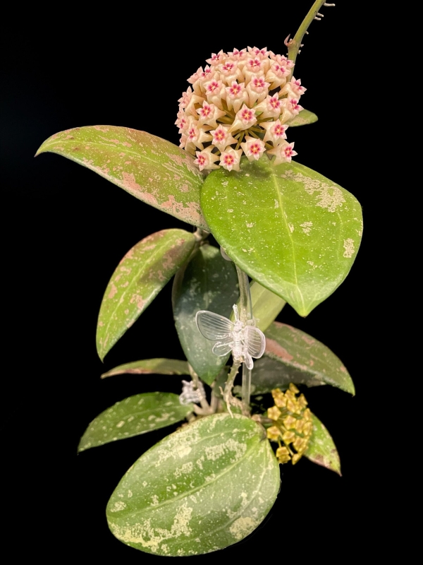 Hoya RHM 05-01 plant with pink and white flowers, showcasing lush green variegated leaves.