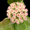 Hoya RHM 05-01 flowering plant with pink and white star-shaped blooms.