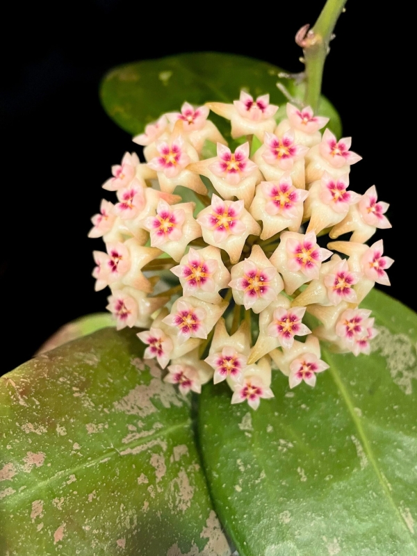 Hoya RHM 05-01 flowering plant with pink and white star-shaped blooms.