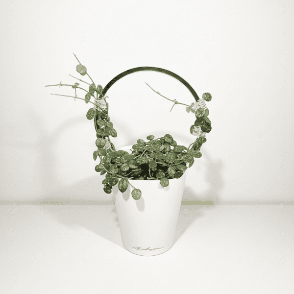 Hoya plant in white pot with decorative handle Hoya plant in a white pot with a decorative handle, showcasing lush green, trailing foliage perfect.