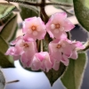 Close-up of pink Hoya thomsonii flowers with green leaves.