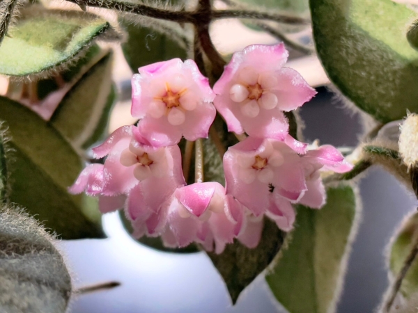 Close-up of pink Hoya thomsonii flowers with green leaves.