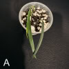 Young Hoya yvesrocheri plant with two leaves in a small pot.
