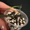 Young Hoya yvesrocheri seedling in small pot for propagation.
