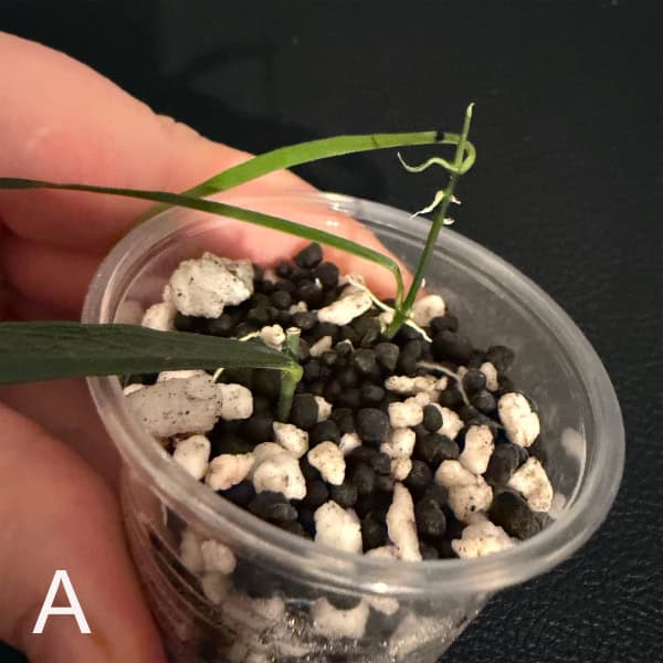 Young Hoya yvesrocheri seedling in small pot for propagation.
