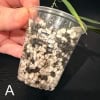 Young Hoya yvesrocheri plant in a clear plastic pot with soil.