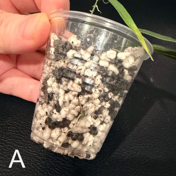 Young Hoya yvesrocheri plant in a clear plastic pot with soil.