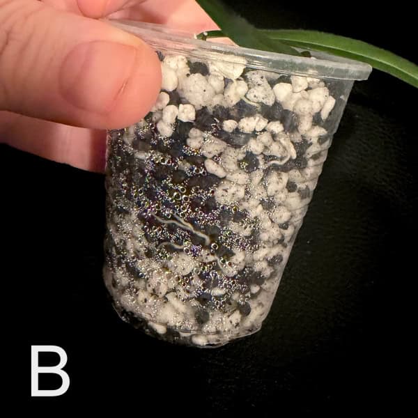 Hoya plant cutting in a clear plastic cup with soil and roots visible.