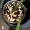 Young Hoya yvesrocheri plant sprouting in soil with perlite.