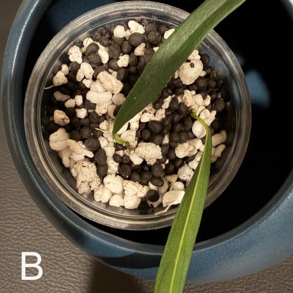 Young Hoya yvesrocheri plant sprouting in soil with perlite.