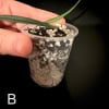 Young Hoya yvesrocheri plant in small pot with soil and roots.