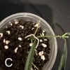 Hoya yvesrocheri plant cutting with roots in black soil.