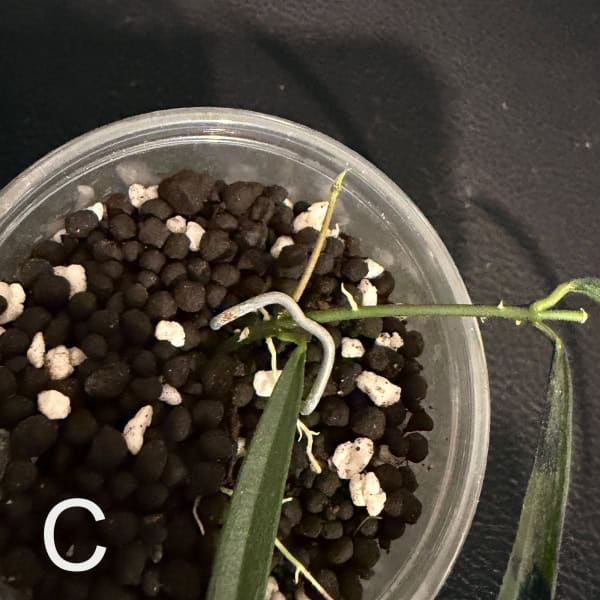 Hoya yvesrocheri plant cutting with roots in black soil.