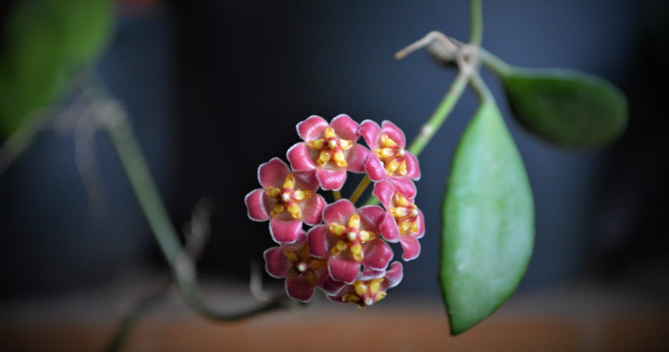 Chicago Hoyas Flower Close-up of a blooming Hoya plant with pink and yellow flowers.