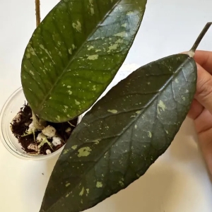 Hoya plant with large, variegated green leaves, ideal for indoor gardening.