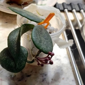 Hoya plant cutting in a cup with gardening tools for propagation.